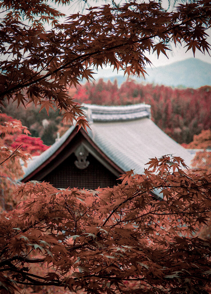 紅葉が生み出す美しい日本文化 | 古典文学から現代の楽しみ方まで一挙